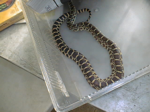 06 female kankakee x axanthic